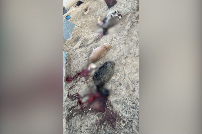 Жылыойда қаңғыбас иттер малға шабуылдап, тұрғындарды үрейлендіріп отыр