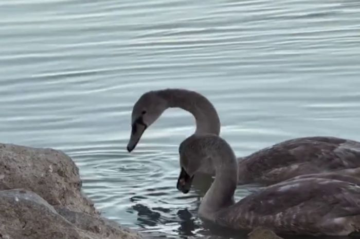 Атырауда қыстауға қалған аққудың балапандары құтқарылды