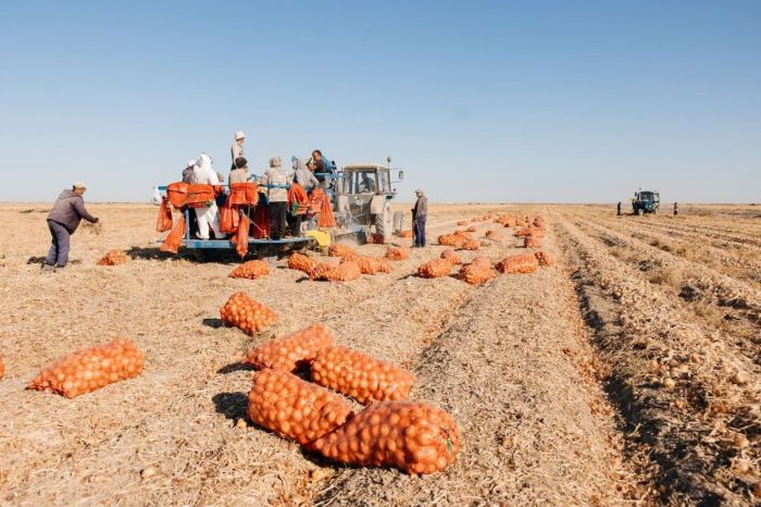 Атырау облысында 50 мың тонна​ көкөніс дайындалады