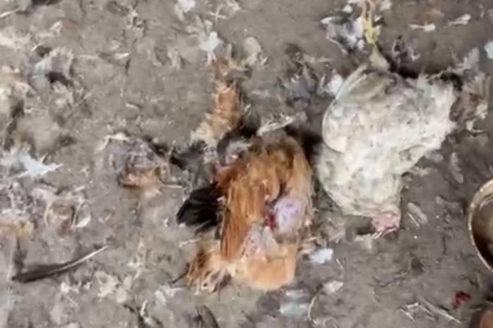 Тауық қорадағы дүрбелең: Атырауда жеке аулаларға жыртқыштар шабуыл жасады