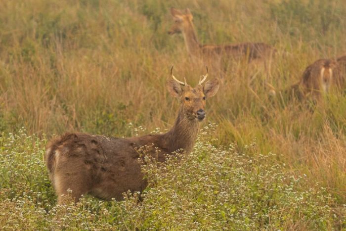 Қарағанды облысында заңсыз аңшылықпен айналысқан күдікті ұсталды