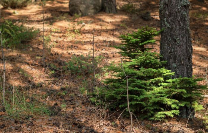 Абай облысында «Семей орманы» 200 млн теңге салықты төлемеген