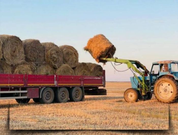 Қазақстанда 36 млн тонна мал азығы дайын