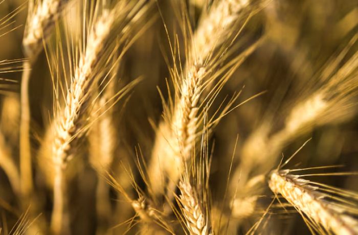 Қазақстан Түркияға астық пен сиыр еті экспортын ұлғайтуға дайын