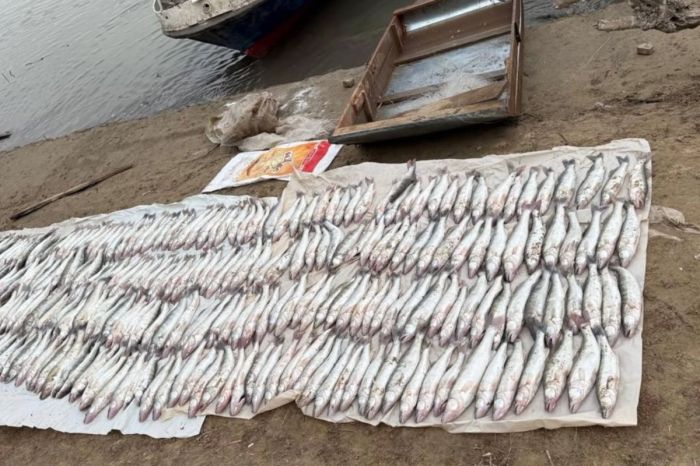 Атырауда полиция балығын тастап қашқан балықшыларды іздеп жатыр