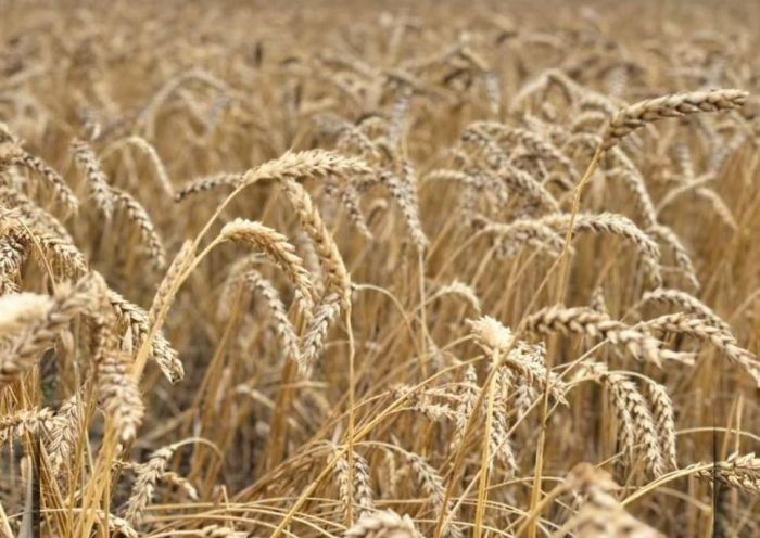 Қазақстанда 26,3 млн тонна астық жиналды