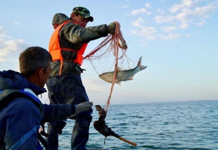 «Қостанай осетр» өндірістік қуатын екі есеге арттыруға дайын