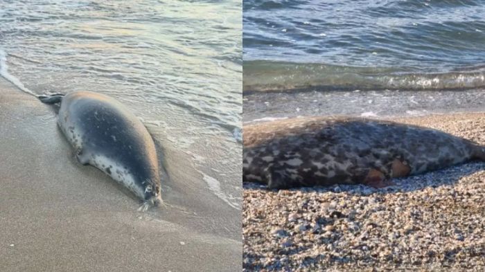 Каспий жағалауынан 100-ден астам итбалықтың өлексесі табылды