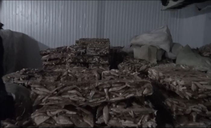 Қызылорда облысынан Еуропаға 75 тоннадан астам көк серке еті заңсыз экспортталған