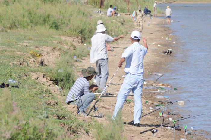 Жайықта көксерке көбейді