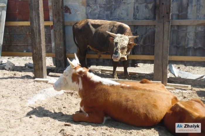 Қызылқоға ауданында мал өлімі тіркелді