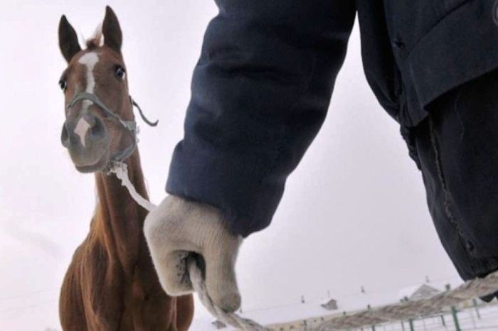 Атырауда мал ұрлығына қарсы жедел шара басталды