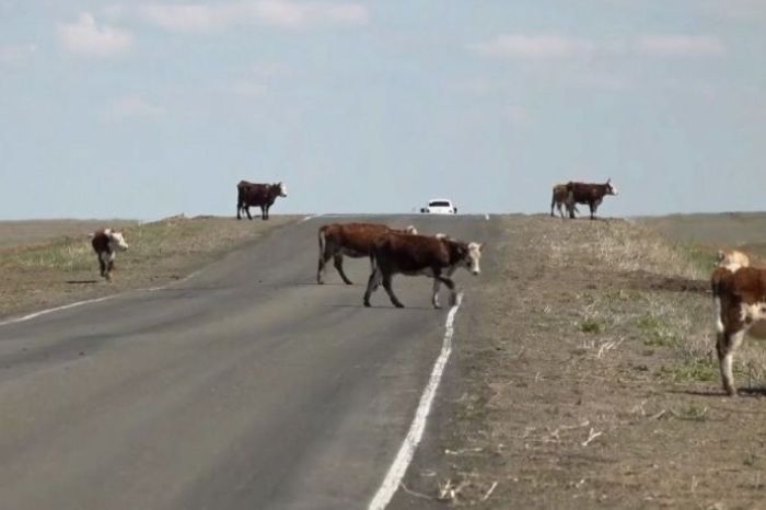 ​Орал – Атырау жолында қауіпсіздікті қамтамасыз ету мақсатында малға жарық шағылыстырғыш белгі тағылады