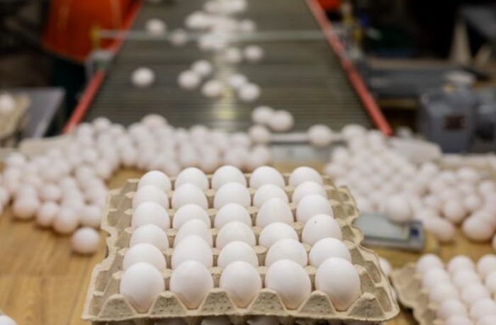 РФ-дан тауық жұмыртқаларын заңсыз әкелмек болған партия анықталды
