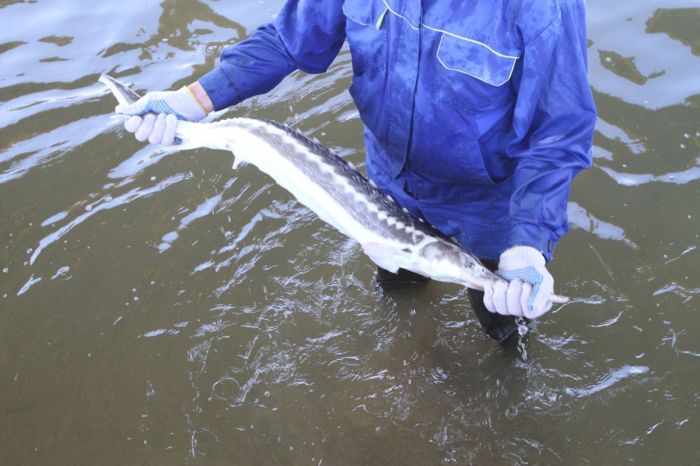 Атырау бекіре зауыты кімнің есебінен жаңартылып жатыр?