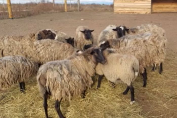 ​Құлсарыда аулада тұрған малды жыртқыш қырып кеткен