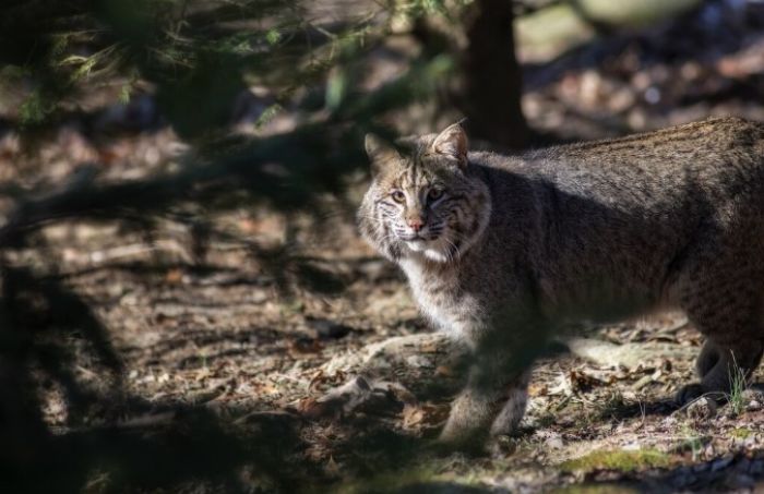 Жаңа Зеландия 2050 жылға дейін жабайы мысықтарды толық жоймақ