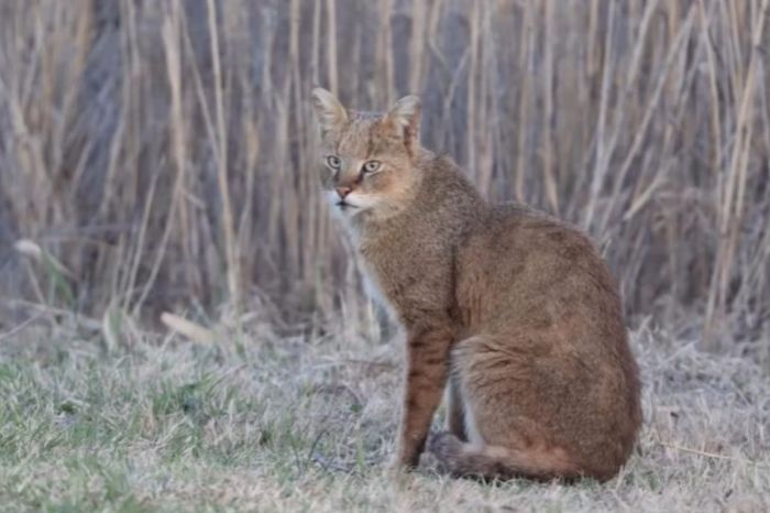 "Ақ Жайық"-тың бақылау камерасына қамыс мысығы түсіп қалды