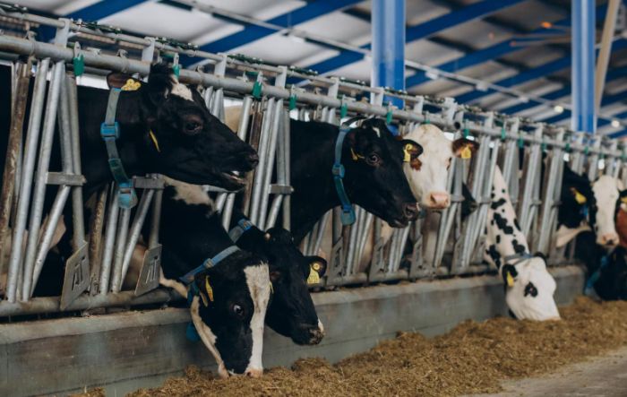 Павлодар облысына жаңа сүт-тауарлы ферма үшін алғашқы асыл тұқымды жас малдар жеткізілді