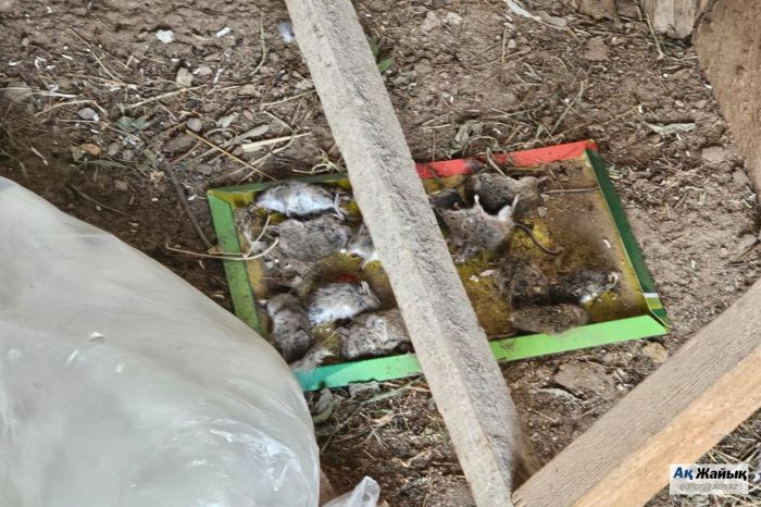 Махамбет ауданында үш ауылды тышқан жайлап кетті