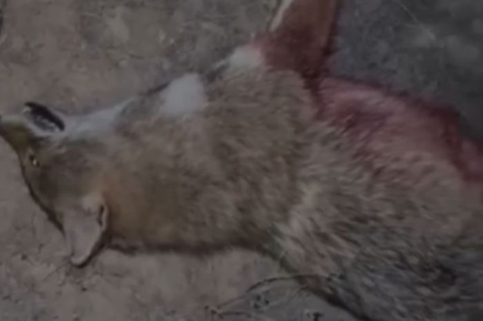 Жаңа Қаратон тұрғындары малға жануар шапқанын хабарлады