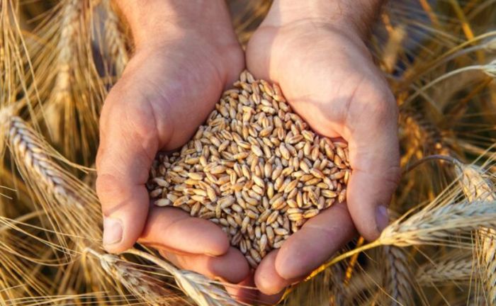 Қазақстан астық экспортының көлемін ұлғайтуда