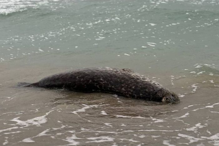 Маңғыстауда Каспий итбалықтарының жаппай қырылуына байланысты ғылыми институт құру жоспарлануда