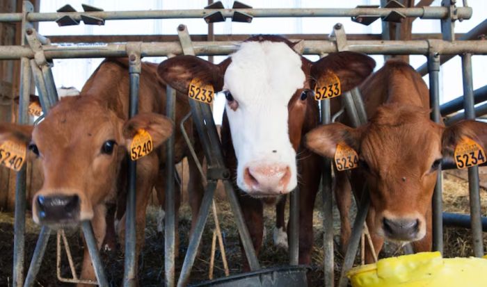 Алматы облысында 1200 басқа арналған сүт-тауарлы фермасы салынады