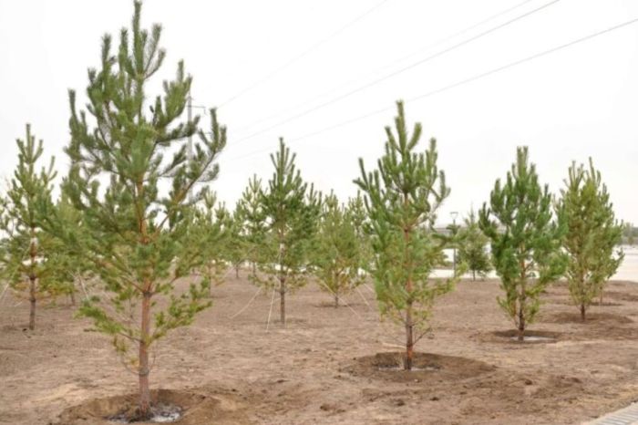 Көгалдандырудан бейнебақылауға дейін: Атырау облысының экологиялық шешімдер