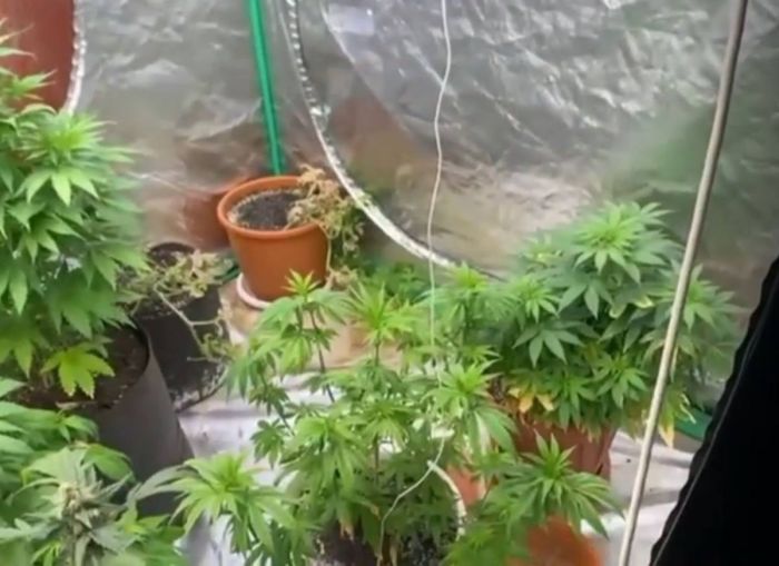 Қарағанды облысында әкесінің пәтерінде қарасора өсірген тұрғын анықталды  