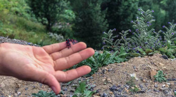 ​Абай облысында прокуратура жер пайдалану және орманды қорғау саласындағы заңбұзушылықтарды анықтады  