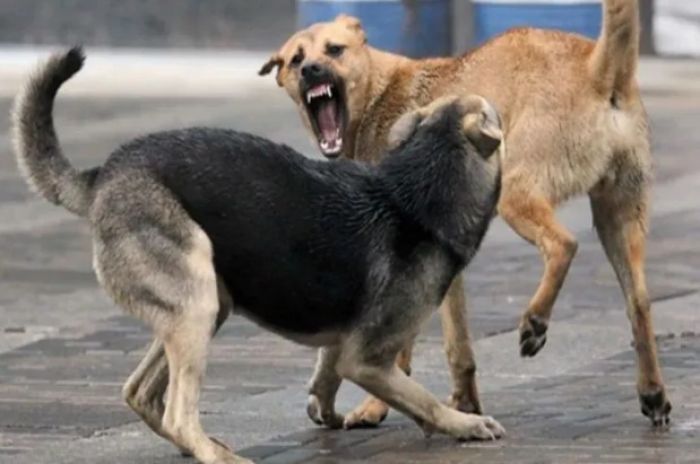  Атырауда бұралқы иттерді аулау уақытша тоқтатылды​​