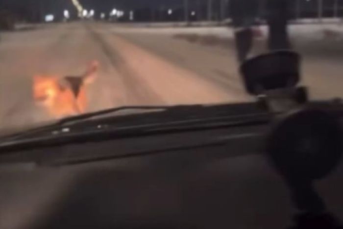 Атырауда жүргізуші итті қағып кеткені үшін емес, телефон қолданғаны үшін жазаланды