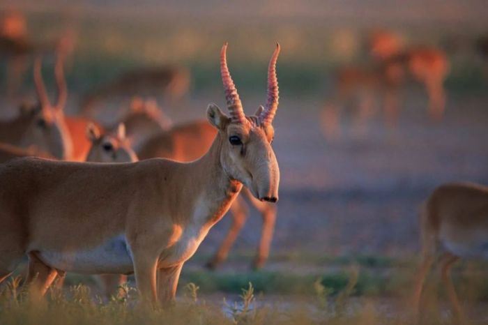 Атырау–Астрахань жолы ақбөкен легін​ің теңізге өтуіне бөгет болып тұр