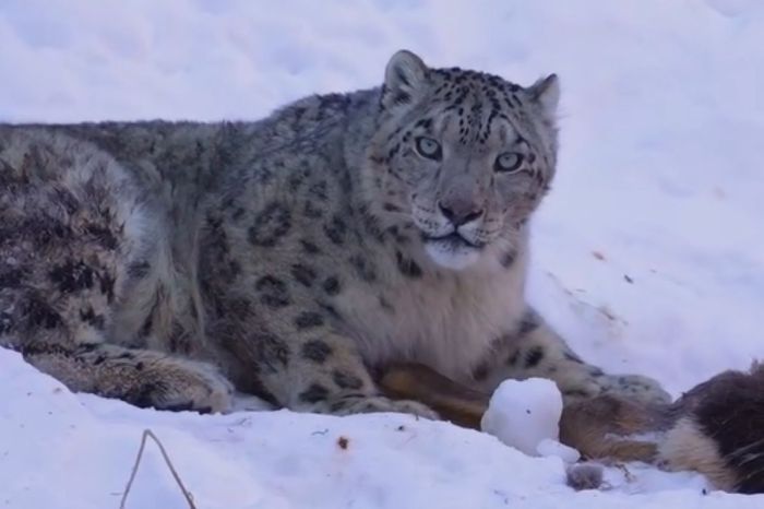 Алматы тұрғыны өзі түсіріп алған қар барысын көрсетті