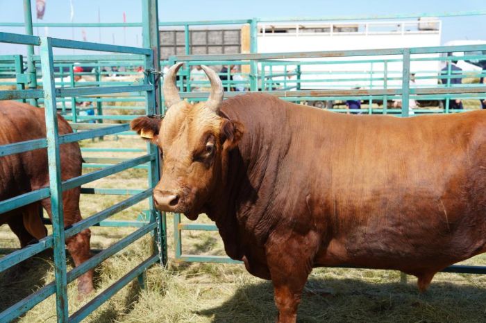 Қазақстанда 2025 жылы жалпы ет өндірісі 1,2 млн тоннаны құрады