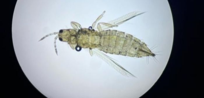 Эквадордан әкелінген гүлдерден карантиндік зиянкес анықталды