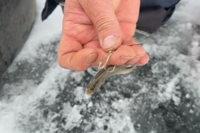 Ережеден тыс балық аулау және аңшылық: атыраулық балықшының әлеуметтік желідегі жазбасы инспекция назарын аудартты