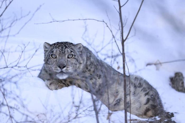 Қар барысына қорғау және мониторинг мақсатында спутниктік қарғыбау орнатылды