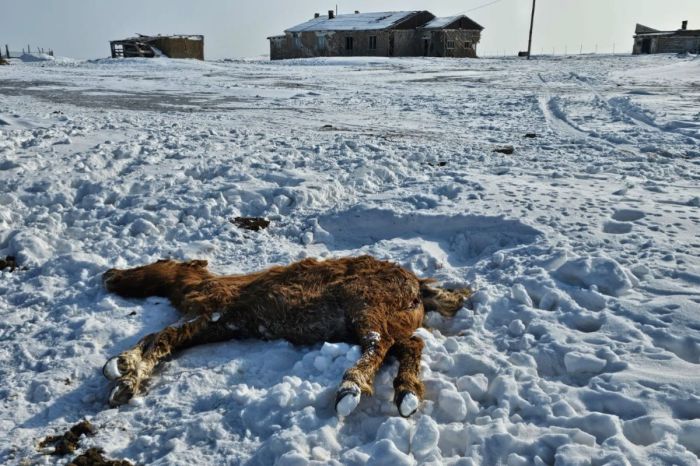 ​Исатай ауданына жылқыға 39 тонна жем жеткізілді