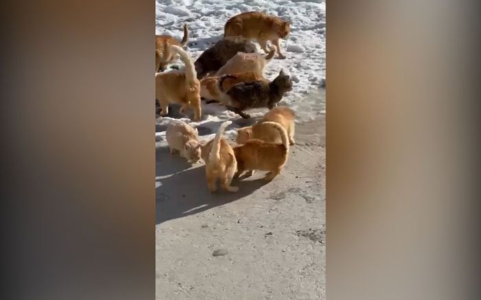 Волонтерлер тұрғындарды мысықтарды асырап алуға шақырды