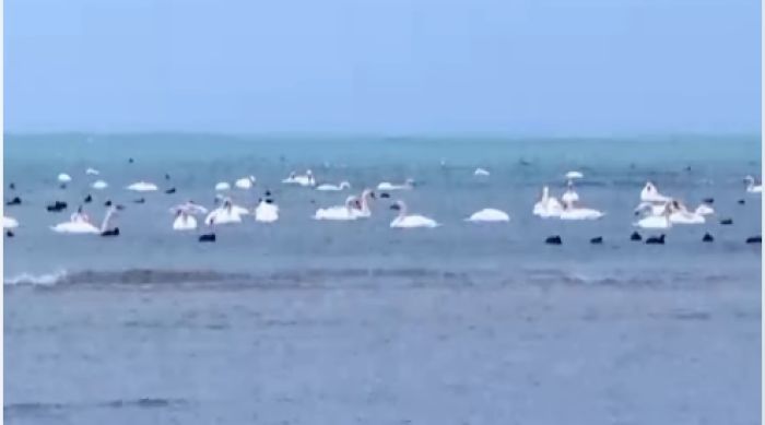 Каспий жағалауынан табылған өлі аққулар: инспекция түсініктеме берді