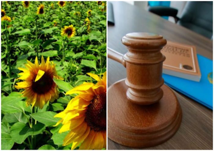 Сотта күнбағыс буданына қатысты авторлық дау шешілді