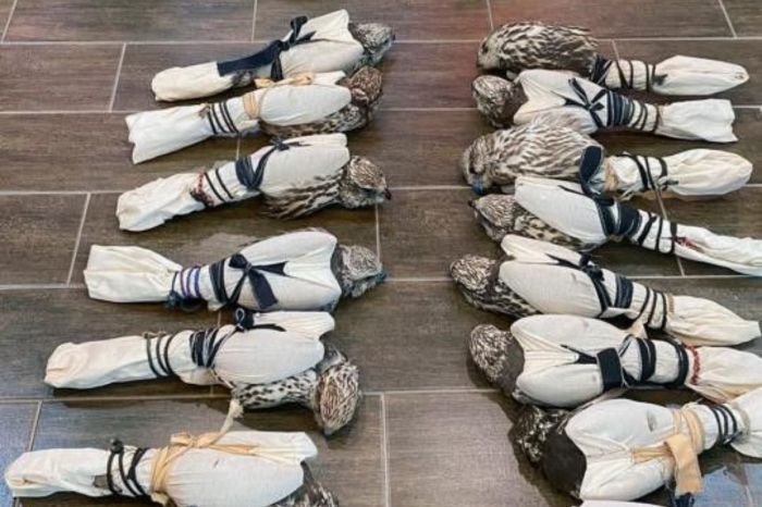 Атырауда Қызыл кітаптағы ителгілерді заңсыз шығаруды ұйымдастырушы сотталды