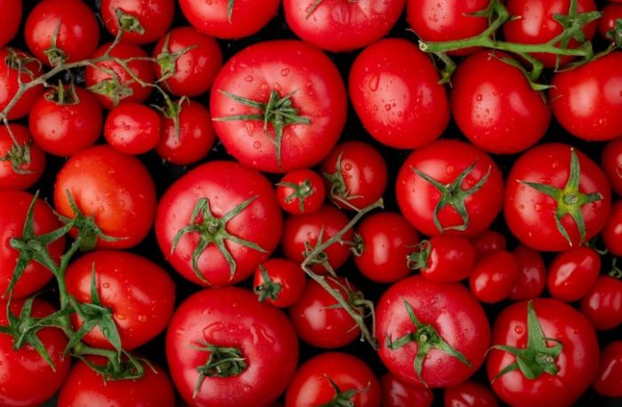 Қызанақ тұқымдарынан карантиндік вирус анықталды