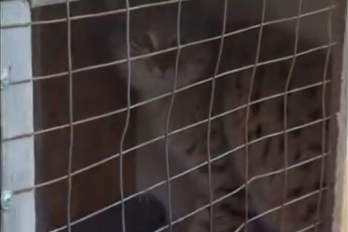 Жабайы мысық Бірлік ауылы тұрғындарын қорқытты