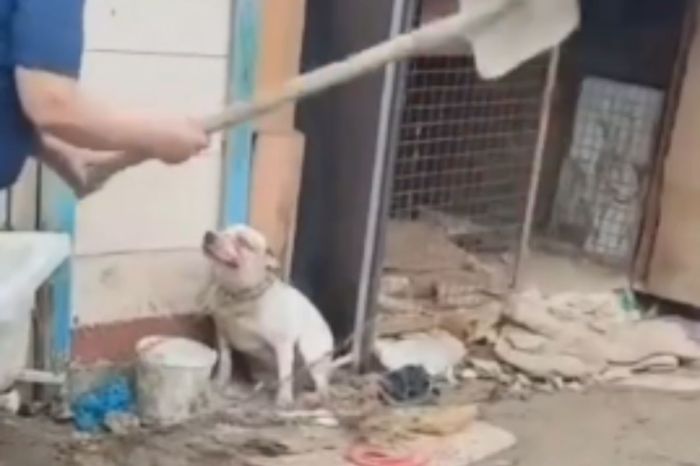 Атырауда итті күрекпен ұрған әйелге қатысты тергеу басталды