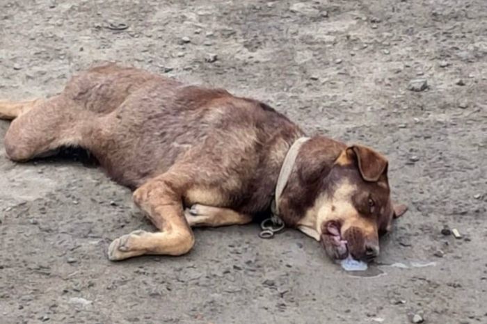 ​«Баланың көзінше өлтіреді»: Атырауда ит атуға қатысты дау туды