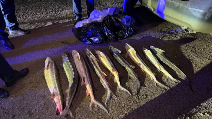 Ақтауда қызыл балықты заңсыз тасымалдаған азамат ұсталды  