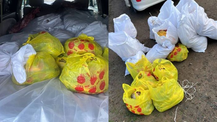 400 келіге жуық балық тәркіленді: полиция заңсыз тасымалды тоқтатты